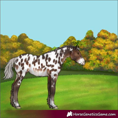 Horse Color:Silver Brown Sabino Near Leopard Rabicano