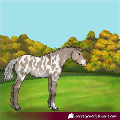 Horse Color:Silver Grullo Sabino Tobiano Appaloosa Rabicano