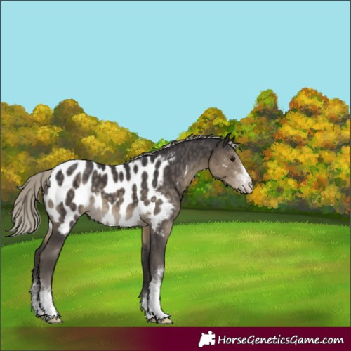 Horse Color:Silver Smoky Black Sabino Blanket Rabicano 