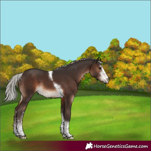 Horse Color:Silver Brown Sabino Tobiano Rabicano