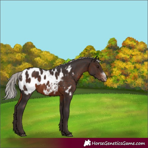 Horse Color:Silver Brown Sabino Appaloosa Rabicano 