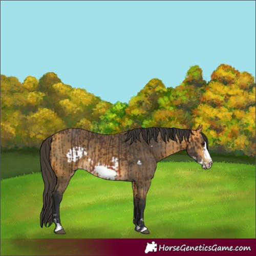 Horse Color:Brown Frame Rabicano  and Buckskin Frame Rabicano 