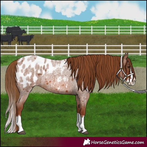 Horse Color:Red Roan Splash Appaloosa