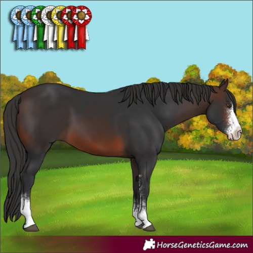 Horse Color:Brown Sabino 