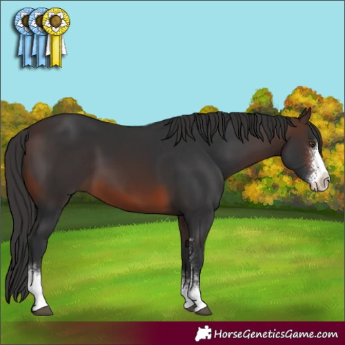 Horse Color:Brown Sabino