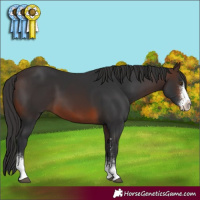 Horse Color:Brown Sabino