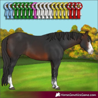 Horse Color:Brown Sabino