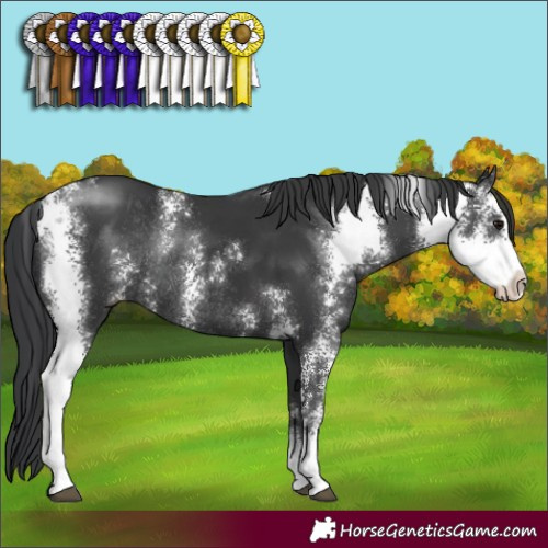 Horse Color:Black Sabino Rabicano 