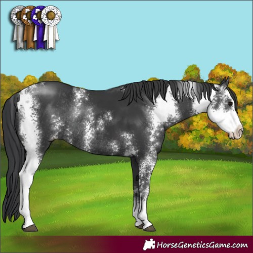 Horse Color:Black Sabino Rabicano 