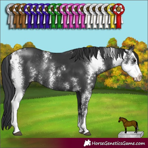 Horse Color:Black Sabino Rabicano
