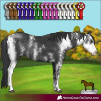 Horse Color:Black Sabino Rabicano