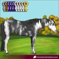 Horse Color:Black Sabino Rabicano
