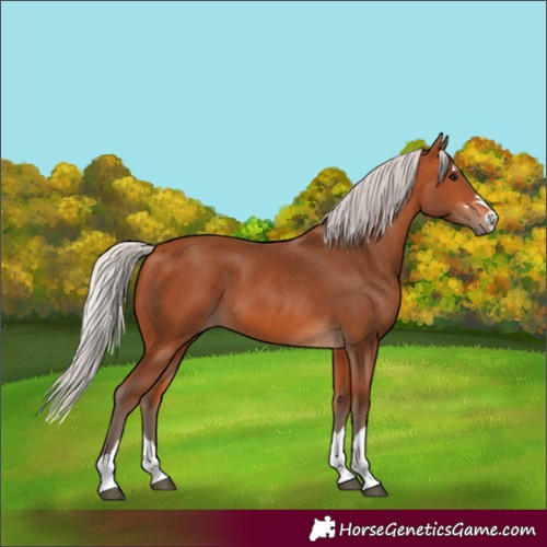 Horse Color:Silver Bay