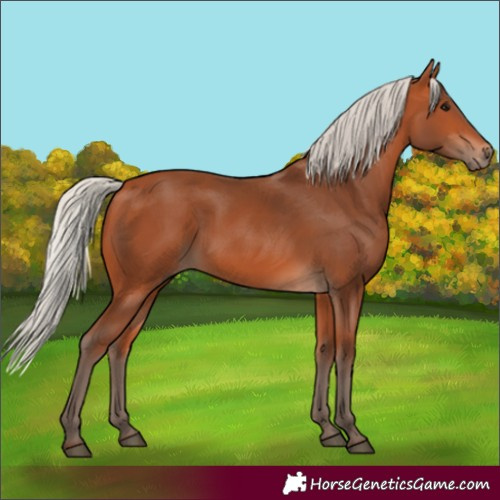 Horse Color:Silver Bay 