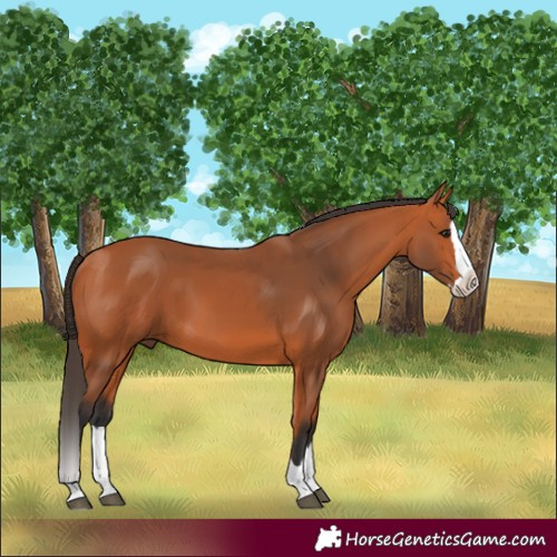 Horse Color:Bay Splash 