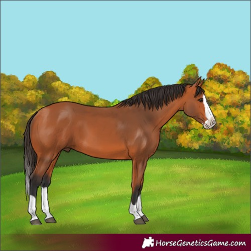 Horse Color:Bay Splash