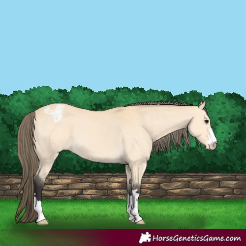 Horse Color:Buckskin Appaloosa