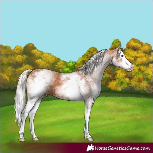 Horse Color:White Spotted Silver Bay Splash 