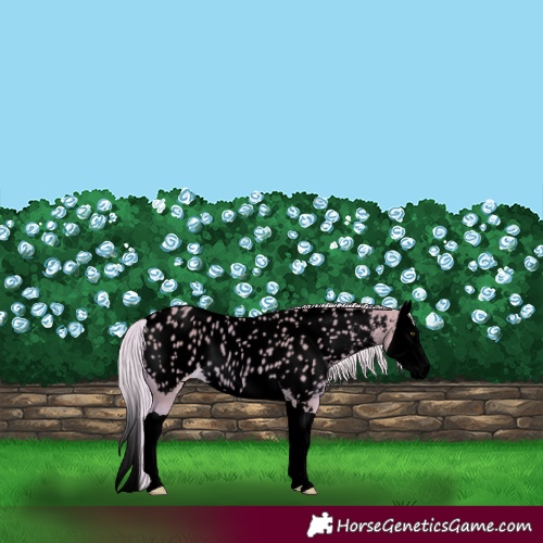 Horse Color:Void Watercolor Palomino Splash Appaloosa