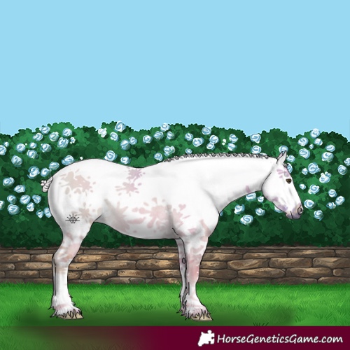 Horse Color:Watercolor White Spotted Palomino Dun Splash Rabicano