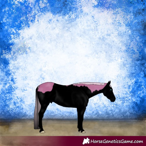 Horse Color:Void Watercolor Palomino Splash 