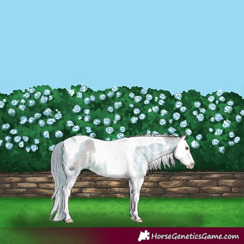 Horse Color:Watercolor White Spotted Chestnut Ice Splash Tobiano 