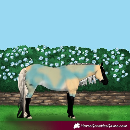 Horse Color:Void Palomino Splash 