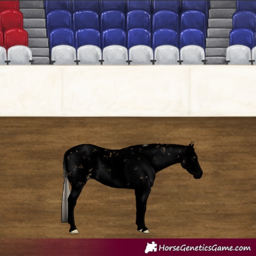 Horse Color:Void White Spotted Palomino Sabino Splash