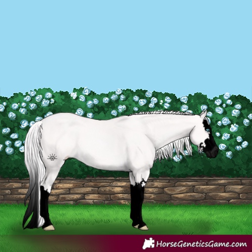 Horse Color:Void Cremello Splash 