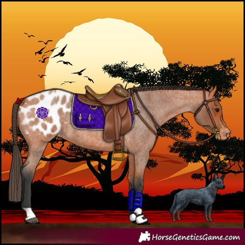 Horse Color:Bay Roan Blanket 