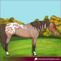 Horse Color:Bay Roan Appaloosa