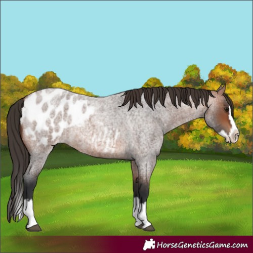 Horse Color:Bay Roan Splash Blanket 