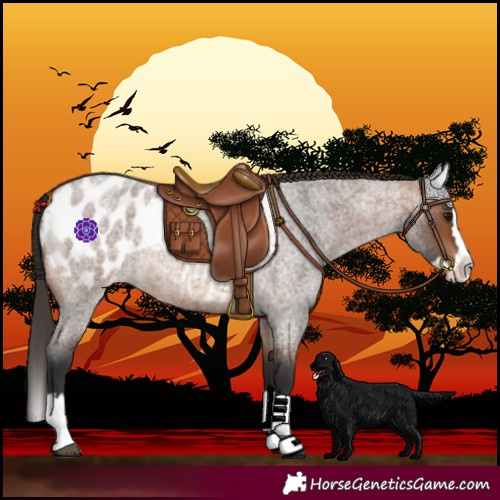 Horse Color:Bay Roan Splash Blanket 