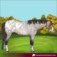 Horse Color:Bay Roan Splash Appaloosa
