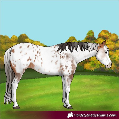 Horse Color:White Spotted Bay Splash Appaloosa 