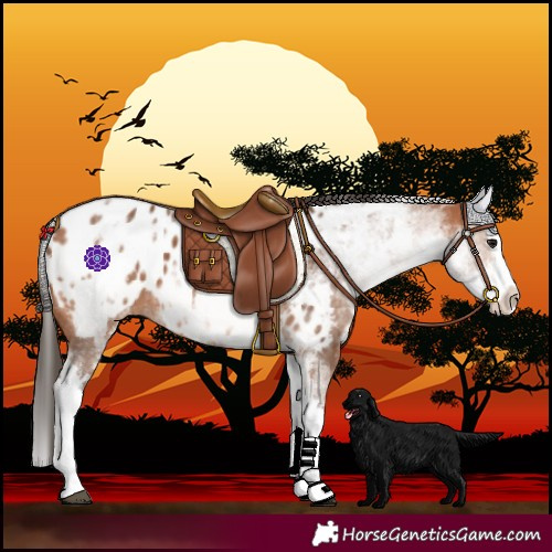 Horse Color:White Spotted Bay Splash Near Leopard 