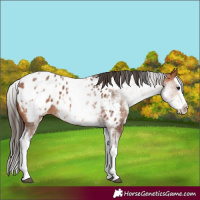 Horse Color:White Spotted Bay Splash Appaloosa 