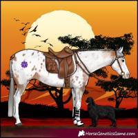 Horse Color:White Spotted Bay Splash Near Leopard