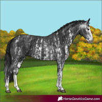 Horse Color:Gray Black Sabino Splash and Gray Black Sabino