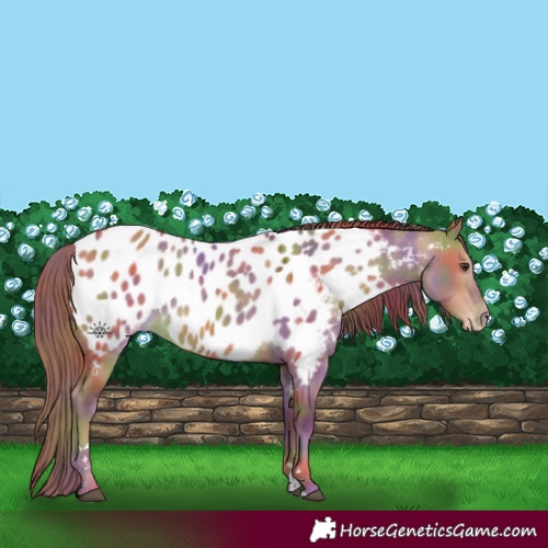 Horse Color:Nacre Red Dun Appaloosa 