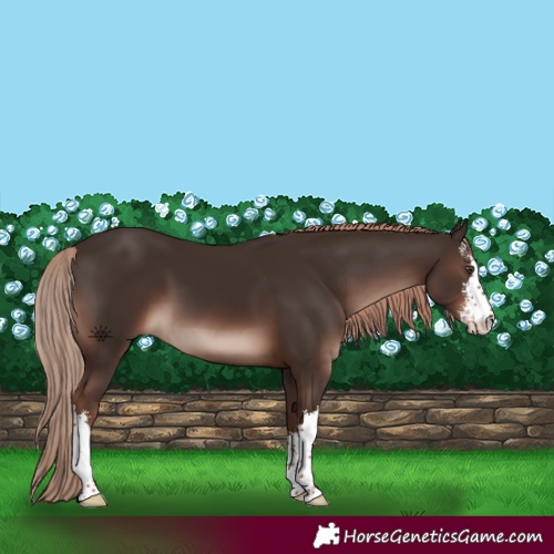Horse Color:White Spotted Liver Chestnut 