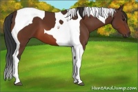 Horse Color:Bay Tobiano 