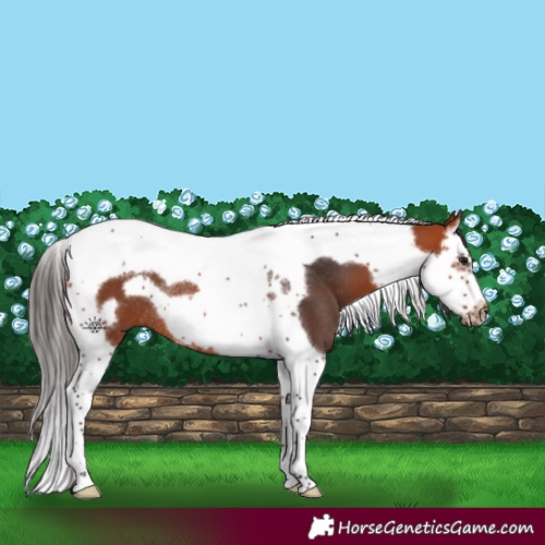 Horse Color:Bay Splash Tobiano Frame Rabicano 