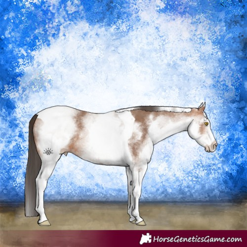 Horse Color:White Spotted Sable Champagne Tobiano 