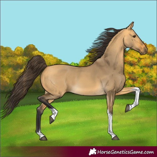 Horse Color:Buckskin Dun Tobiano