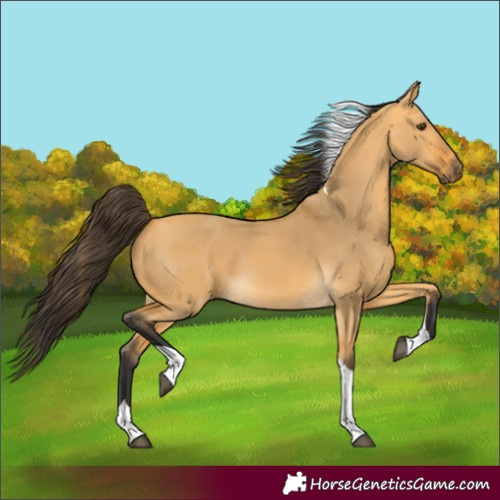 Horse Color:Buckskin Dun Tobiano