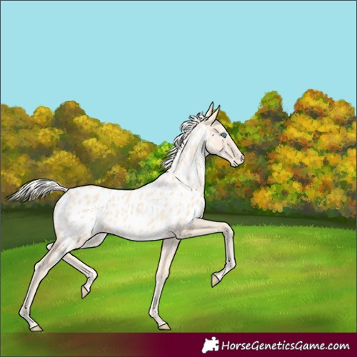 Horse Color:Cremello Near Leopard
