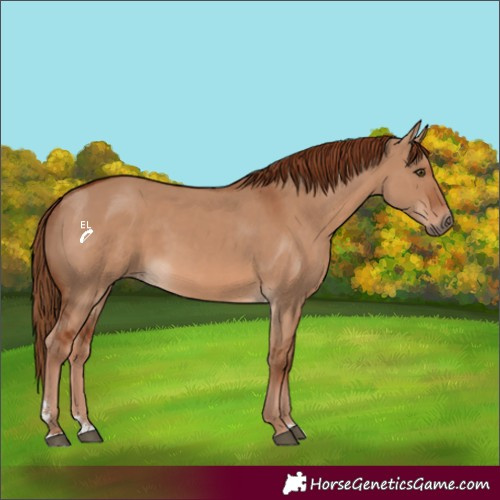 Horse Color:Red Dun 