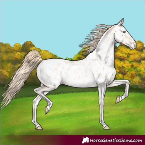 Horse Color:Perlino Dun Near Leopard