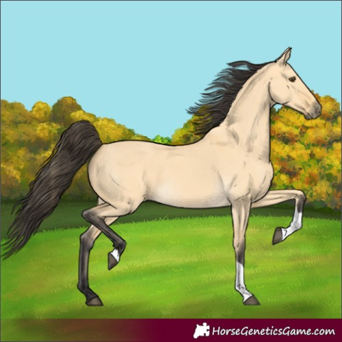 Horse Color:Buckskin Dun Tobiano 